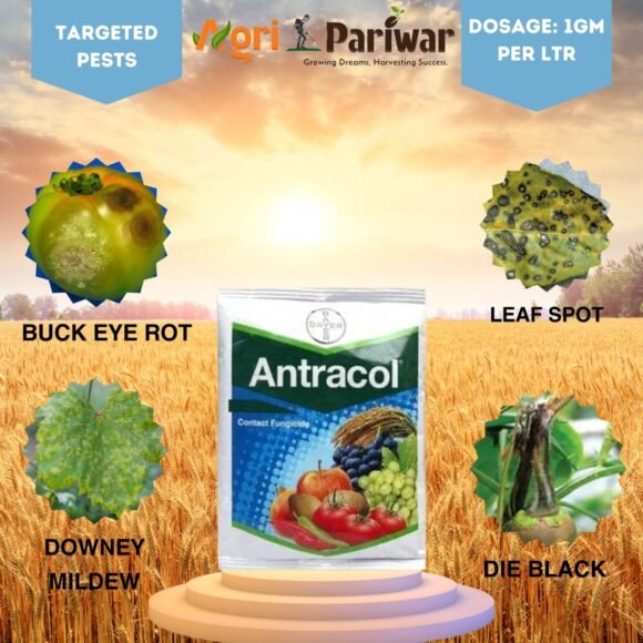 ANTRACOL 1 580x580